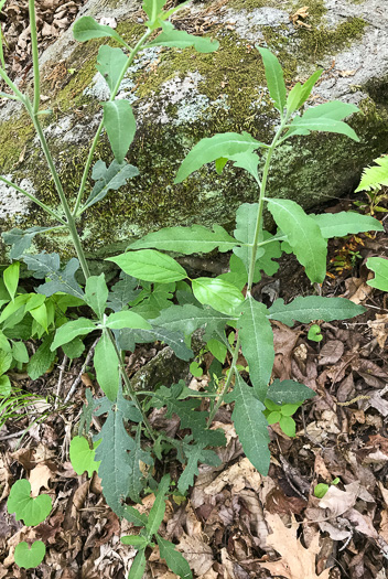 Aureolaria virginica, Downy False Foxglove, Downy Oak-leach, Virginia Oak-leach, Downy Yellow False Foxglove
