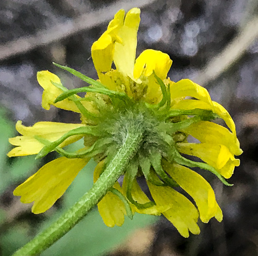 Helenium brevifolium, Littleleaf Sneezeweed, Shortleaf Sneezeweed