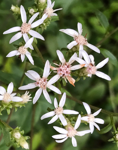 image of Sericocarpus asteroides, Toothed Whitetop Aster