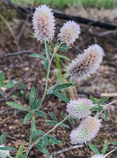 image of Trifolium arvense, Rabbitfoot Clover
