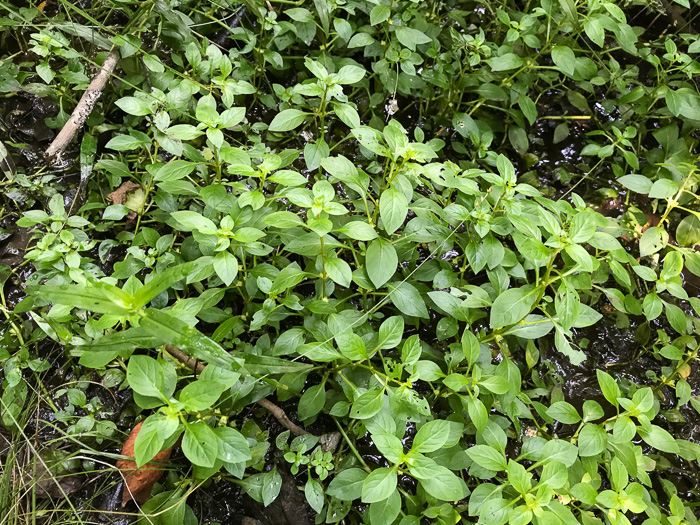 image of Ludwigia palustris, Common Water-purslane, Marsh Purslane, Marsh Seedbox