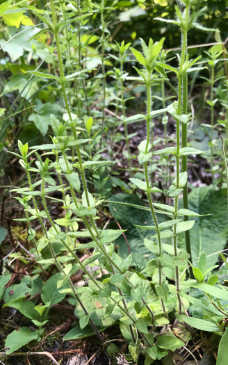 image of Sophronanthe pilosa, Shaggy Hedge-hyssop, Pilose Hedge-hyssop