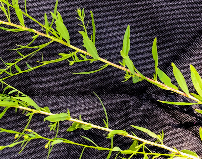 image of Linum striatum, Ridgestem Yellow Flax, Ridged Yellow Flax