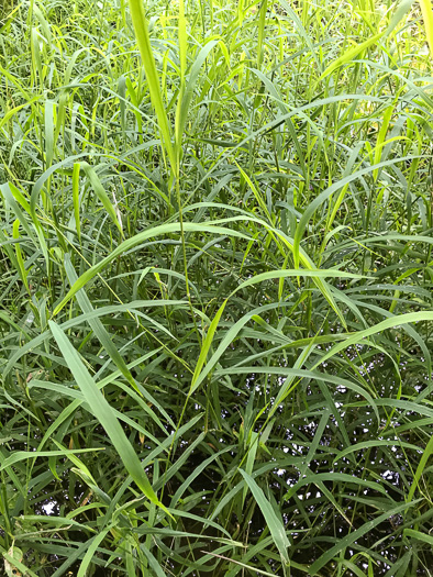 image of Leersia oryzoides, Rice Cutgrass