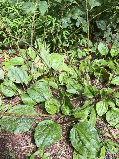 image of Plantago rugelii, American Plantain, Broad-leaved Plantain, Blackseed Plantain, Red-stemmed Plantain