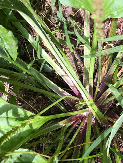image of Plantago rugelii, American Plantain, Broad-leaved Plantain, Blackseed Plantain, Red-stemmed Plantain
