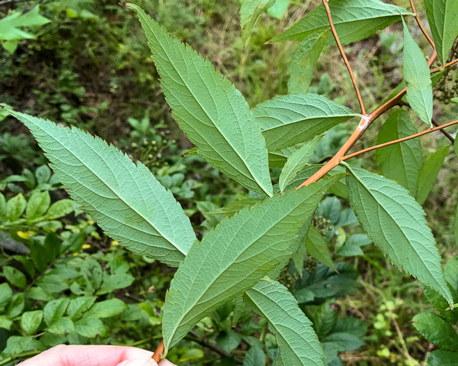 image of Spiraea japonica, Japanese Spiraea