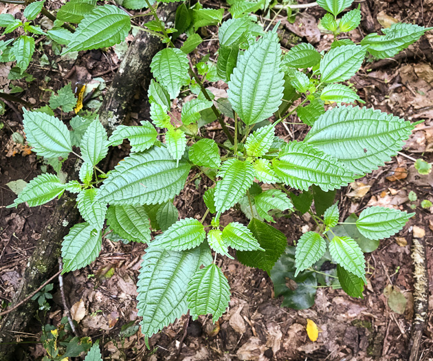 Greenfruit Clearweed