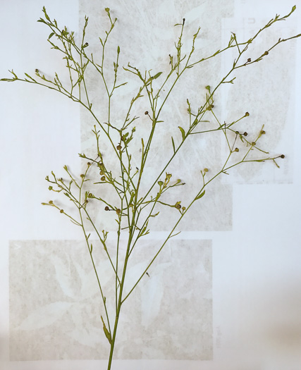 image of Linum virginianum, Virginia Yellow Flax, Woodland Flax