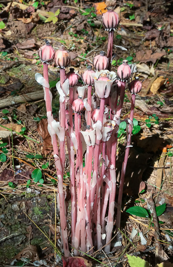 image of Monotropa uniflora, Indian Pipes, Ghost-flower, Ghost Pipes