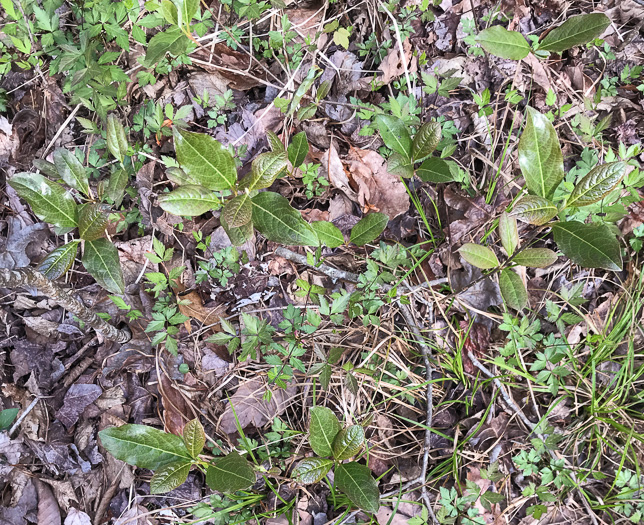 image of Viburnum nudum, Southern Wild Raisin, Possumhaw Viburnum, Swamp Viburnum, Swamp-haw