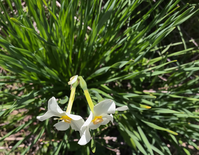 image of Narcissus ×medioluteus, Two-flower Narcissus, Twin-sisters, Primrose-peerless
