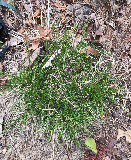 image of Carex tonsa, Shaved Sedge