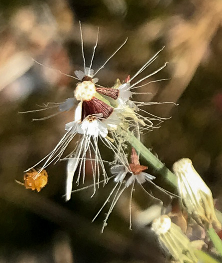 Krigia virginica, Virginia Dwarf-dandelion