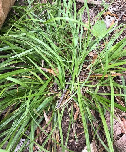 image of Carex cumberlandensis, Cumberland Sedge