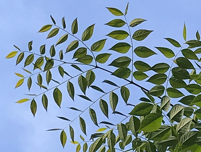 Gymnocladus dioicus, Kentucky Coffeetree, Kentucky Mahogany