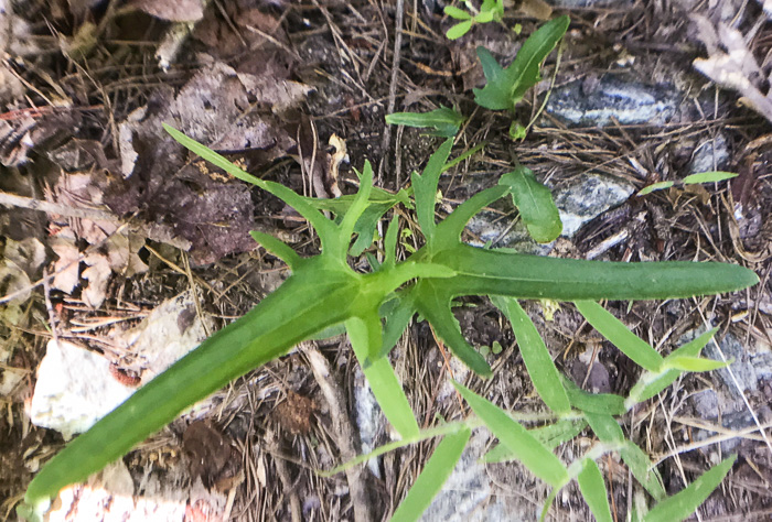 image of Viola emarginata var. 5, Sword-leaved Violet