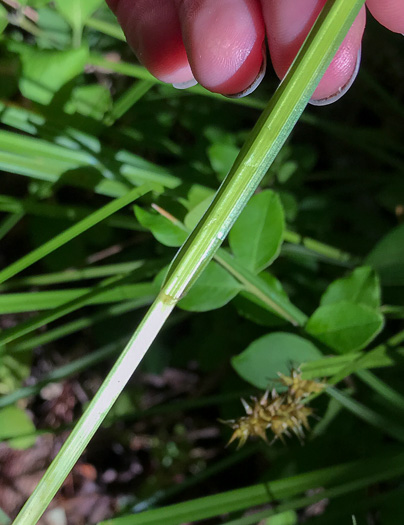 image of Carex laevivaginata, Smooth-sheath Sedge