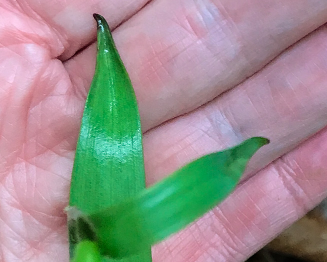 image of Cleistesiopsis bifaria, Appalachian Small Spreading Pogonia, Smaller Rosebud Orchid, Upland Spreading Pogonia
