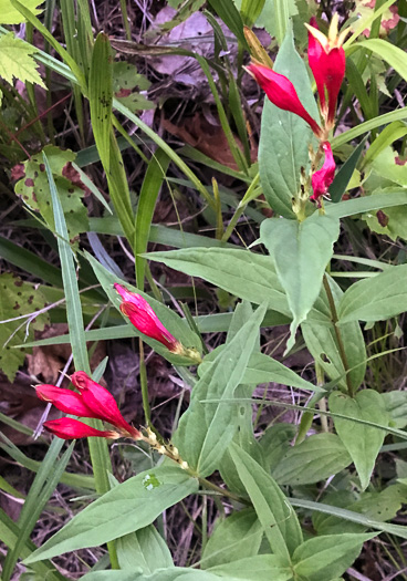 image of Spigelia marilandica, Indian Pink, Woodland Pinkroot, Wormgrass
