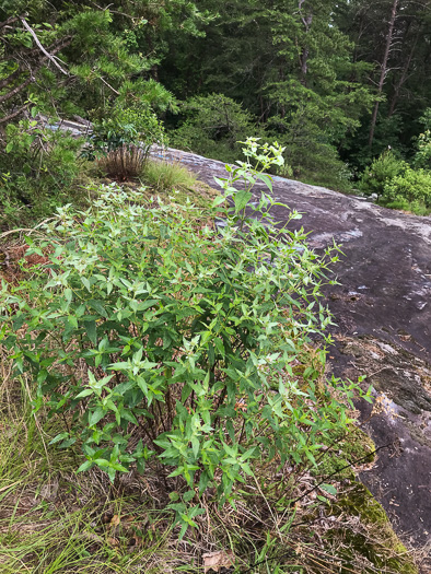 image of Pycnanthemum beadlei, Beadle's Mountain-mint