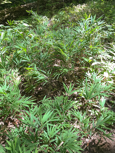 image of Arundinaria appalachiana, Hill Cane