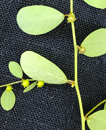 image of Phyllanthus caroliniensis, Carolina Leaf-flower