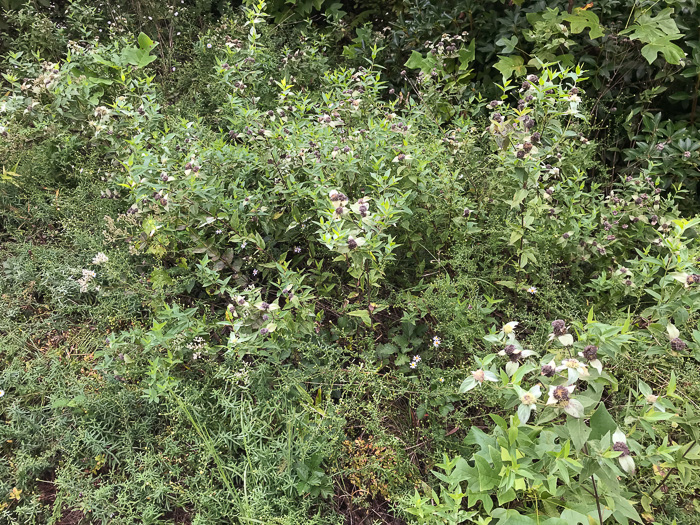 image of Pycnanthemum muticum var. 1, Short-toothed Mountain-mint, Downy Mountain-mint, Clustered Mountain-mint