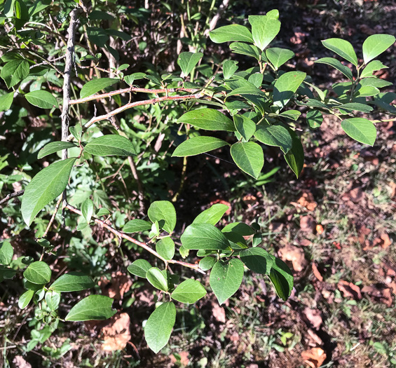 image of Vaccinium formosum, Southern Highbush Blueberry, Swamp Highbush Blueberry