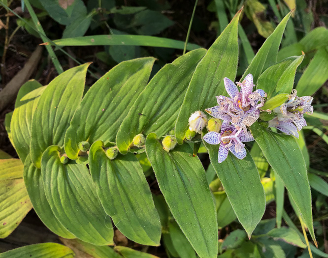 image of Tricyrtis hirta, Toad Lily, Japanese Toad Lily, Hairy Toad Lily