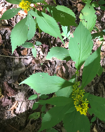 image of Solidago flaccidifolia, Appalachian Goldenrod, Mountain Goldenrod