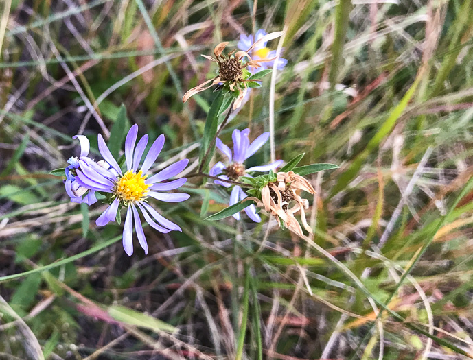 image of Eurybia surculosa, Creeping Aster, Michaux's Wood-Aster