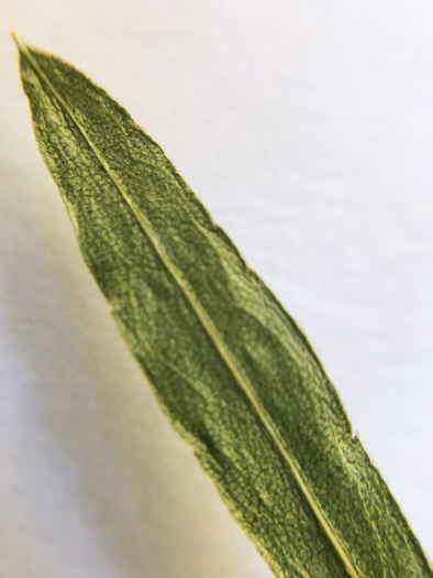 image of Eurybia surculosa, Creeping Aster, Michaux's Wood-Aster