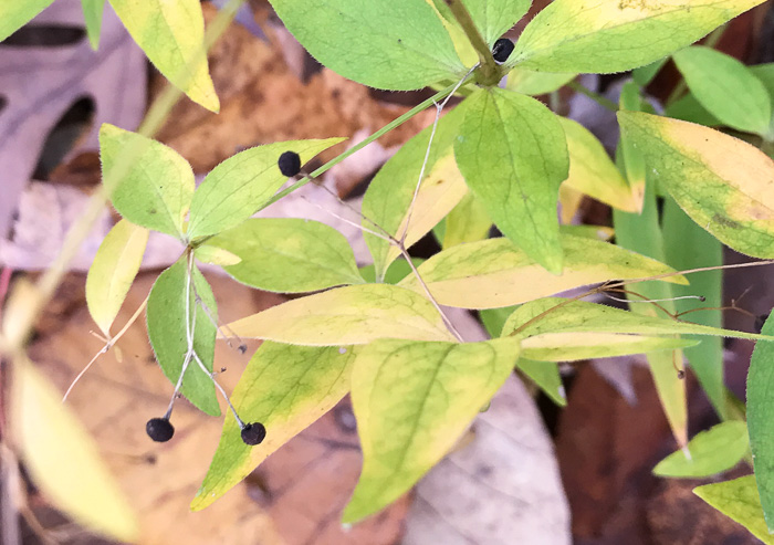 Galium latifolium, Purple Bedstraw, Wideleaf Bedstraw