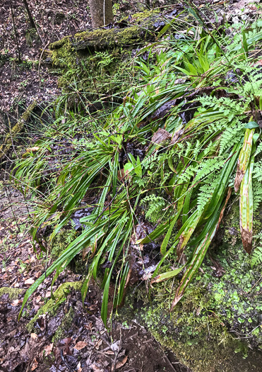 image of Carex plantaginea, Seersucker Sedge, Plantainleaf Sedge