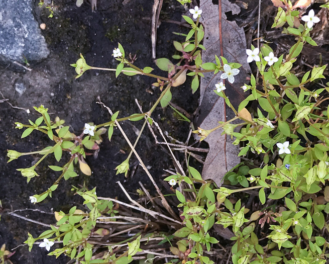 image of Houstonia micrantha, Southern Bluet