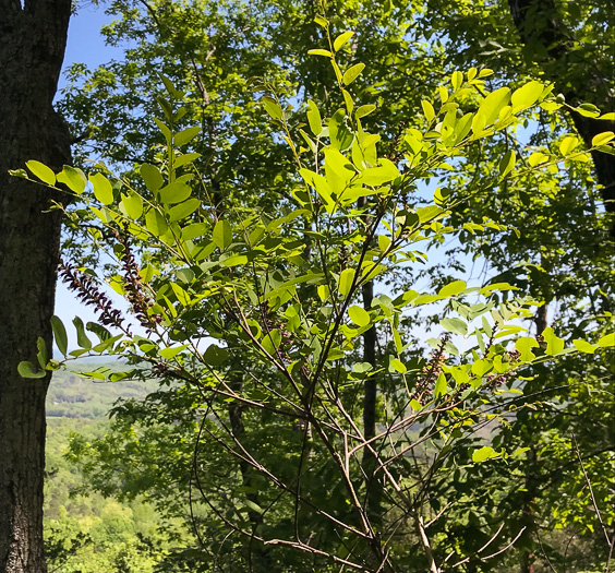 image of Amorpha glabra, Mountain Indigo-bush, Appalachian Indigo-bush, Mountain Indigo, Mountain False Indigo