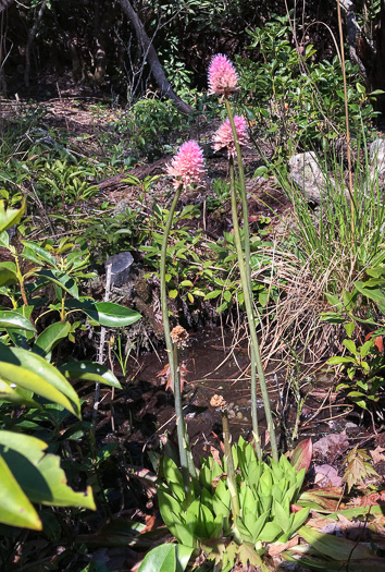 image of Helonias bullata, Swamp Pink