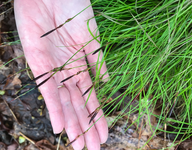 image of Carex austrolucorum, Appalachian Woodland Sedge