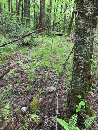 image of Carex austrolucorum, Appalachian Woodland Sedge