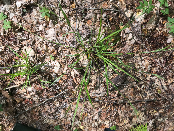 image of Carex manhartii, Blue Ridge Purple Sedge, Manhart's Sedge