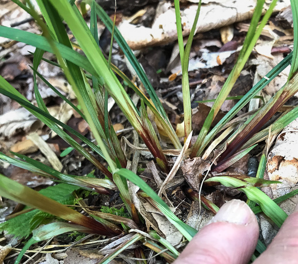 image of Carex manhartii, Blue Ridge Purple Sedge, Manhart's Sedge