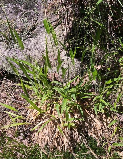 image of Dichanthelium laxiflorum, Open-flower Witchgrass, Open-flower Rosette Grass