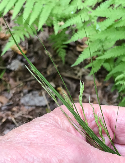 image of Carex debilis, White-edge Sedge, Weak Sedge