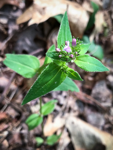 image of Houstonia purpurea, Summer Bluet, Mountain Bluet, Woodland Bluet, Purple Bluet