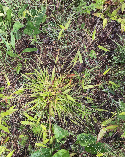 image of Dichanthelium acuminatum var. fasciculatum, Slender-stemmed Witchgrass, Western Woolly Witchgrass