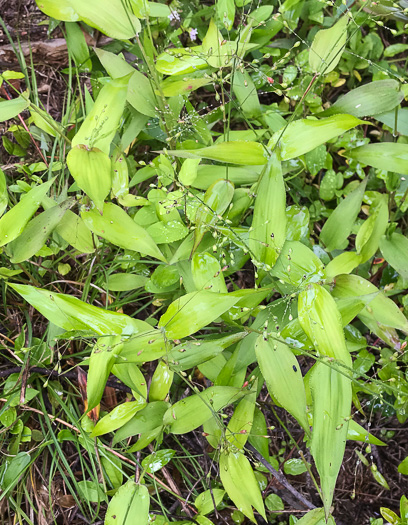 image of Dichanthelium boscii, Bosc's Witchgrass