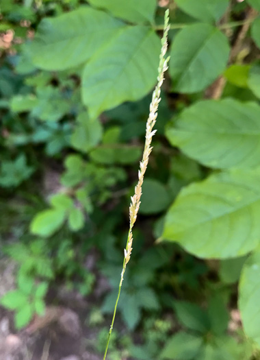 image of Sphenopholis intermedia, Slender Wedgegrass
