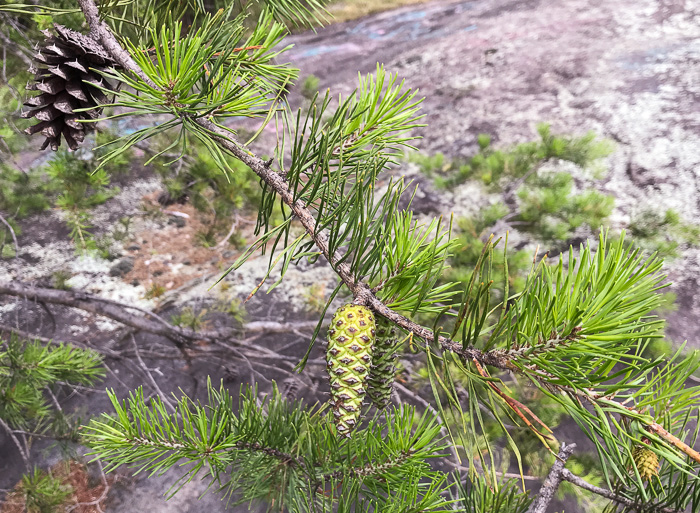 image of Pinus virginiana, Virginia Pine, Scrub Pine, Jersey Pine, Possum Pine
