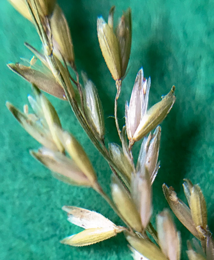 image of Sphenopholis intermedia, Slender Wedgegrass